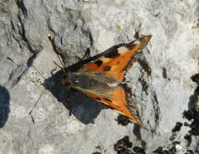 Pillangó portré