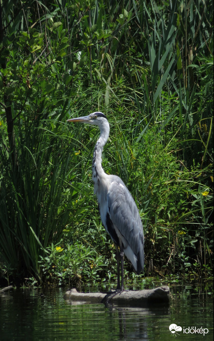 Ardea cinerea