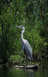 Ardea cinerea