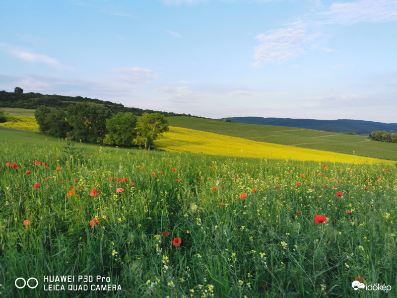 Szomódi Toscana 