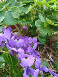 Viola társaság 