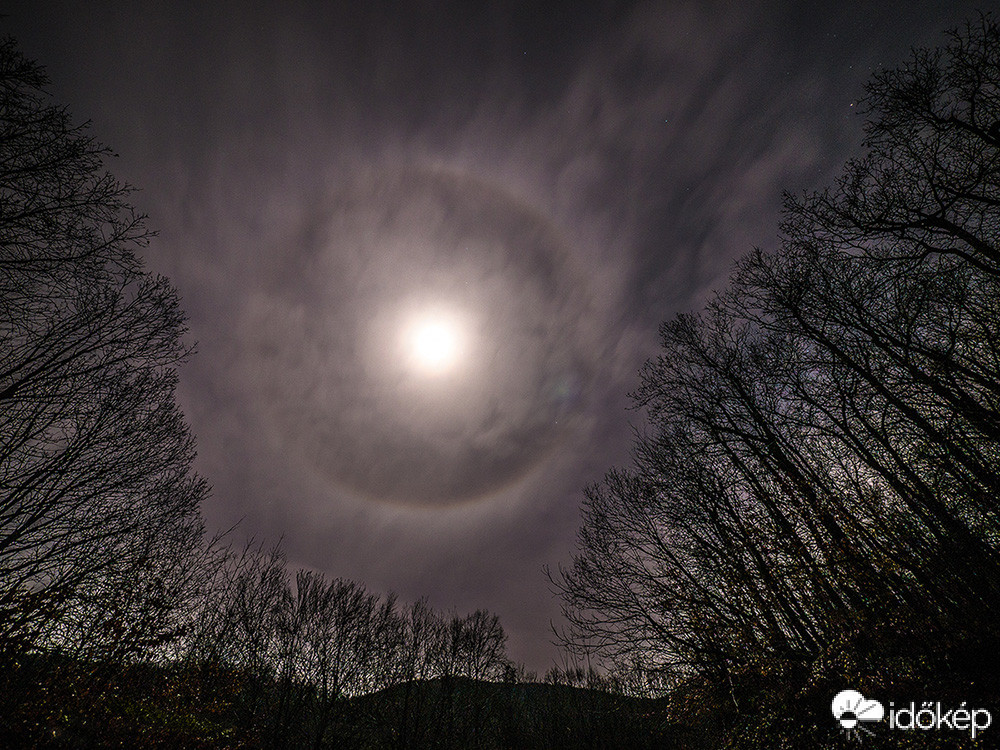 Erdei halo