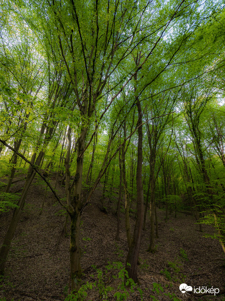 Zöld erdőben jártam