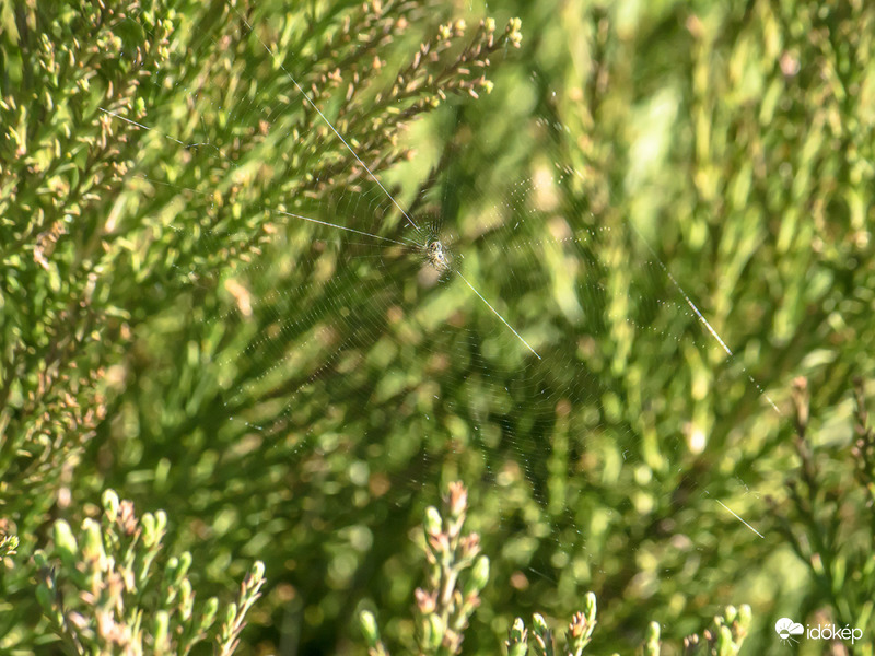 Fenyőfám albérlővel