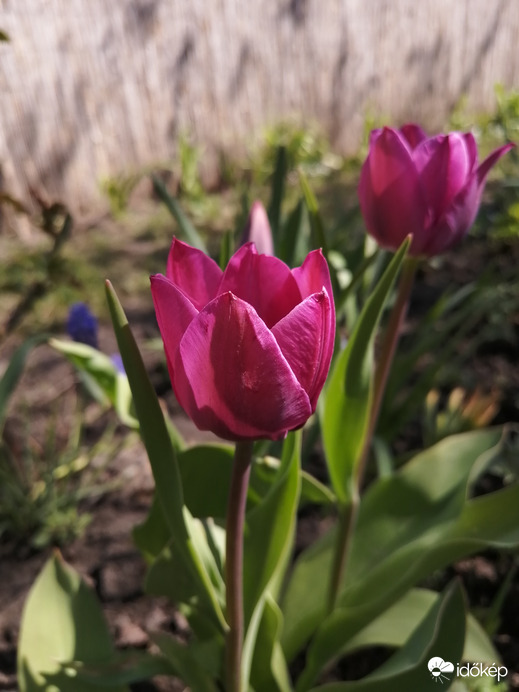 A kedvenc tulipánom