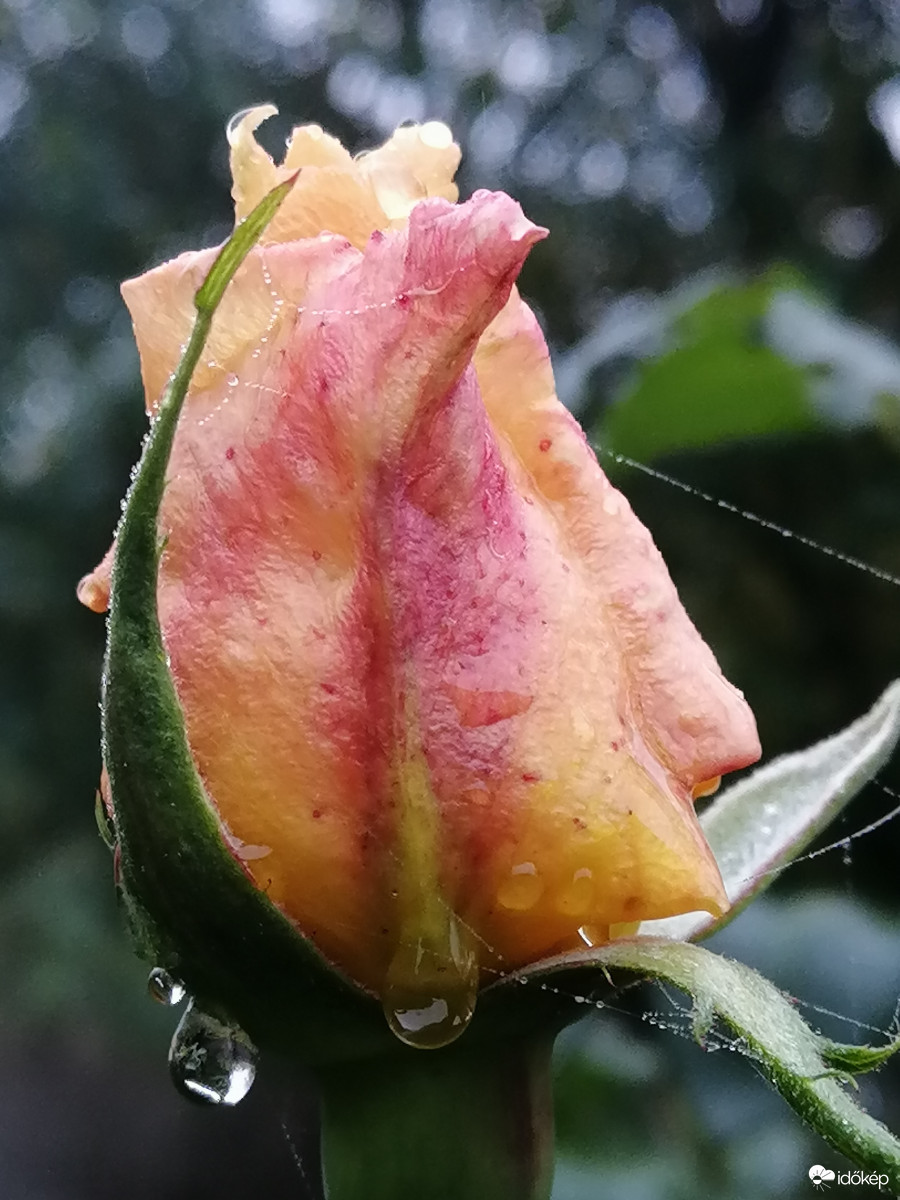 Rózsa ősszel