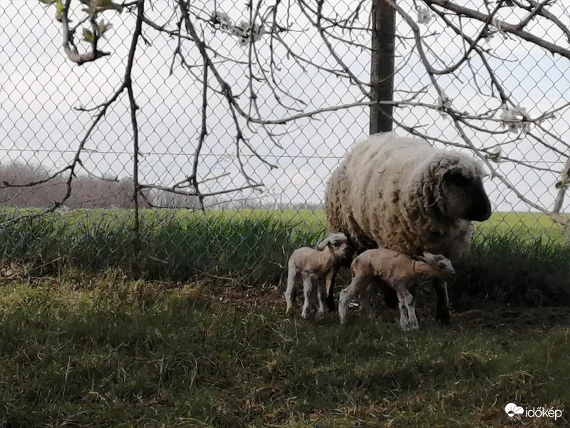 Ma született bárányok