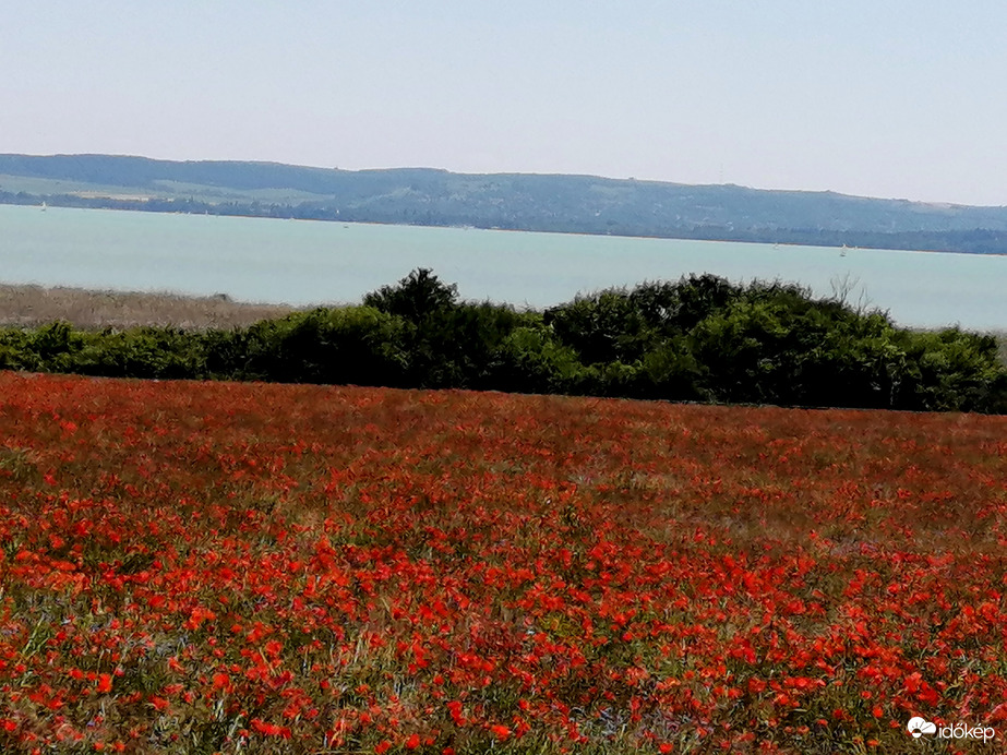 Pipacsmező a Balaton partján