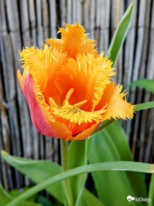 Papagájtulipán