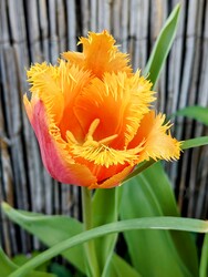 Papagájtulipán