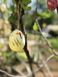 Húsvéti dekoráció a fügefa ágain