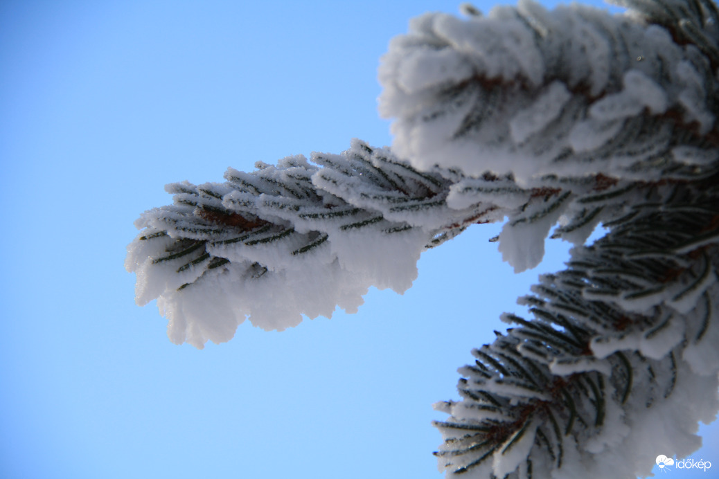Zúzmarás fenyőág 2.