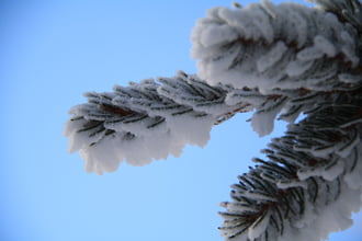 Zúzmarás fenyőág 2.