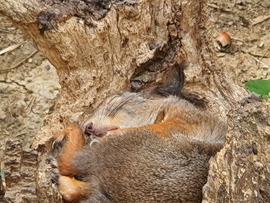 Alszik a mókus