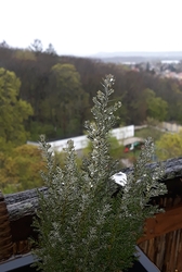 Sopron