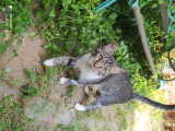 Cukiság