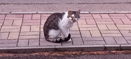 Macska a Mátrában