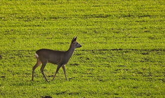 Napsütéses januári