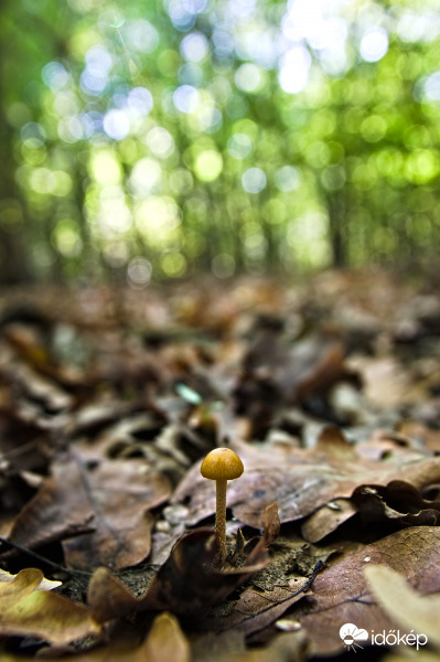 Nagy erdő, kis gomba