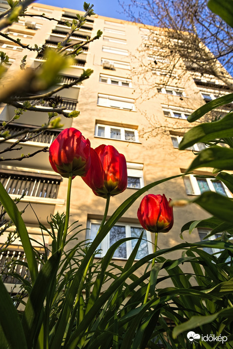 Urban tulipanz 2