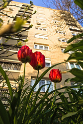 Urban tulipanz 2