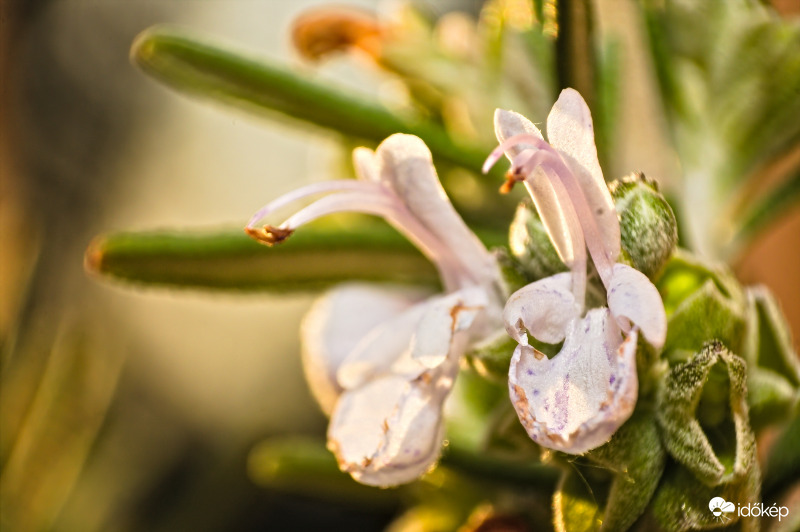 Rozmaring a naplementében