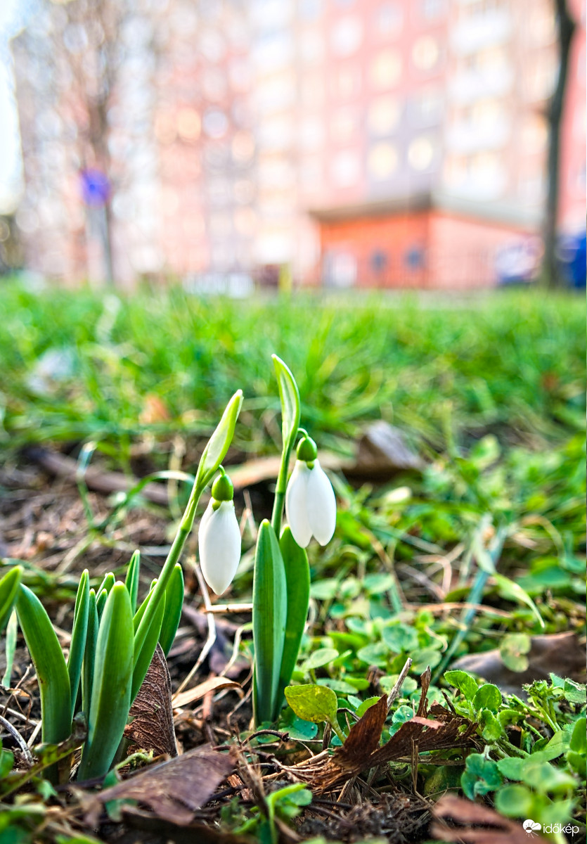 Tavasz a panelek között