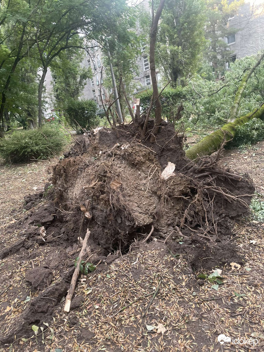 Viharkár 1