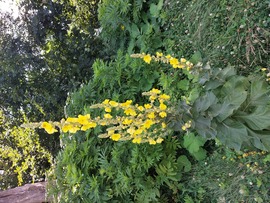 Sárga virág 