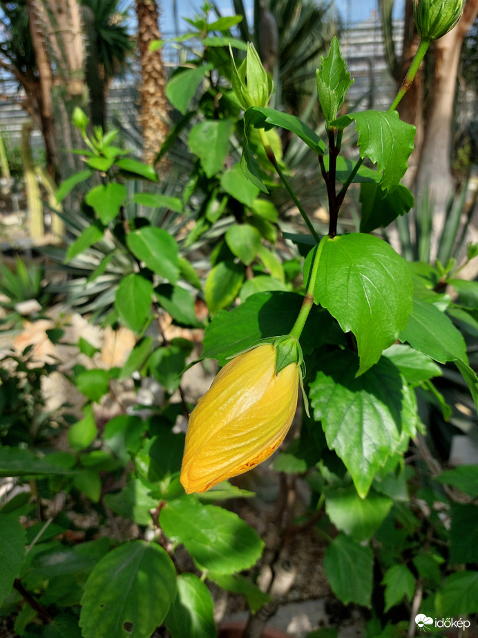 Kínai hibiszkusz 