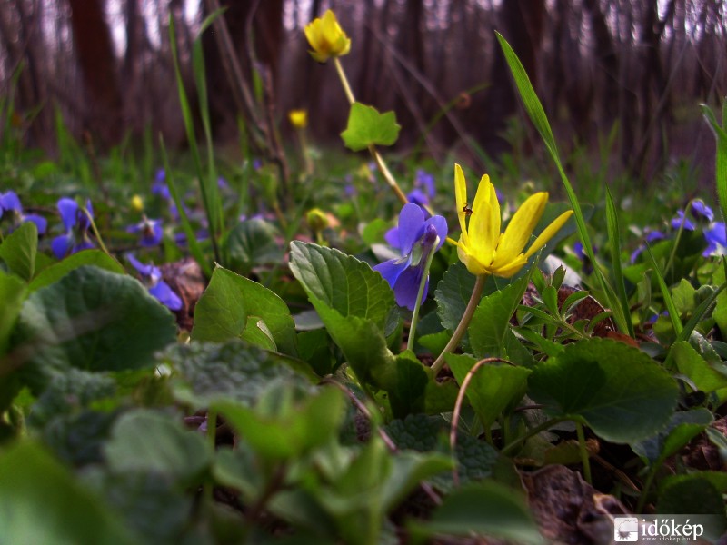 Petőfi Parki növényzet