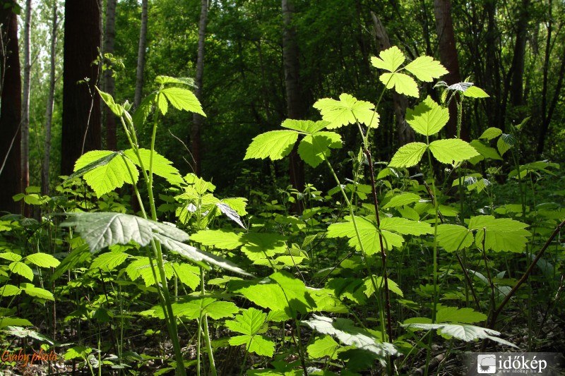 Erdő mélyén egy kis fény