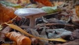 Mushroom in the autumn forest..
