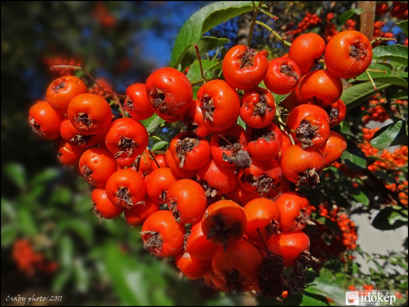 Őszi színben pompázott