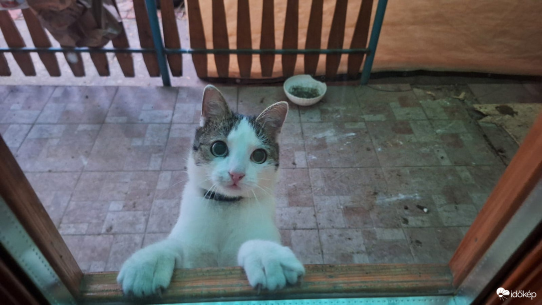 Tódi vagyok engedj be vazze