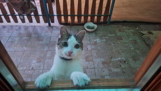 Tódi vagyok engedj be vazze