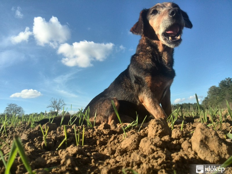 a napfürdőt élvező hű társ
