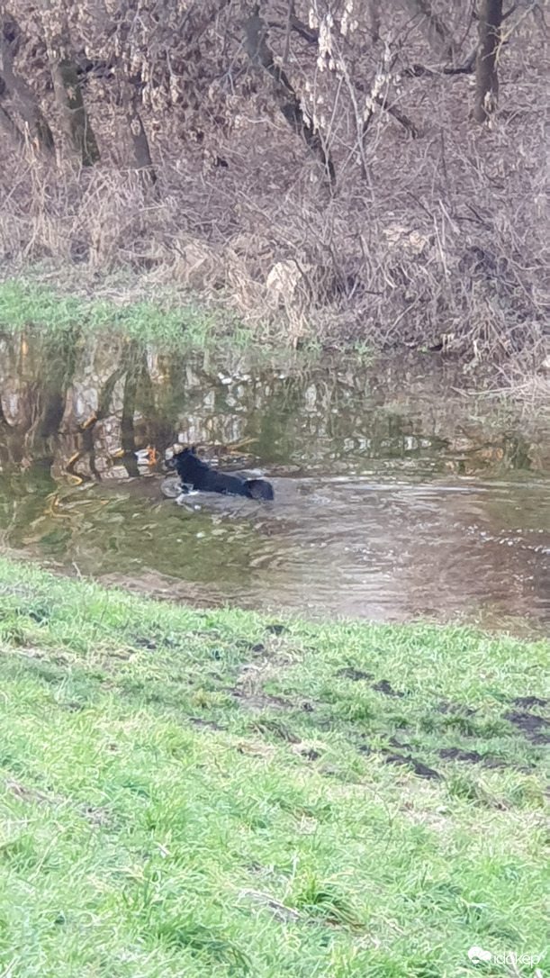 Tisza Szegednél