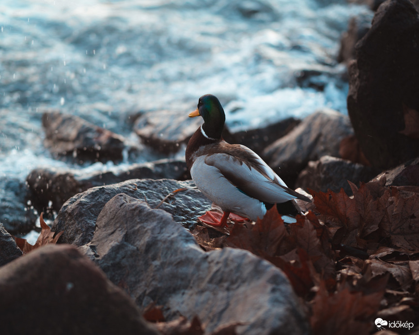 Balatonalmádi - kacsa