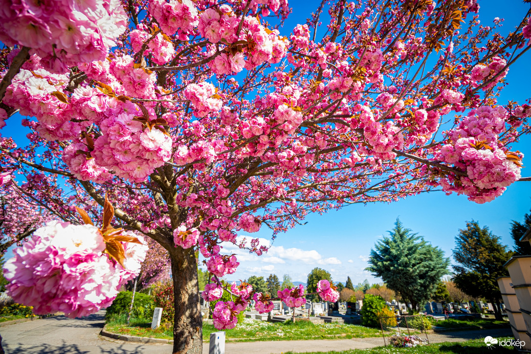 Pécsi Központi Temető Tavasszal