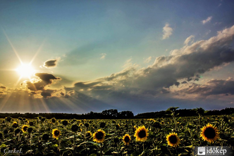 Sunset with sunflowers