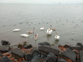 Balatonföldvár