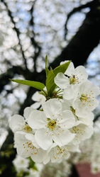 cseresznyevirag fotója