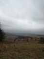 Tardona