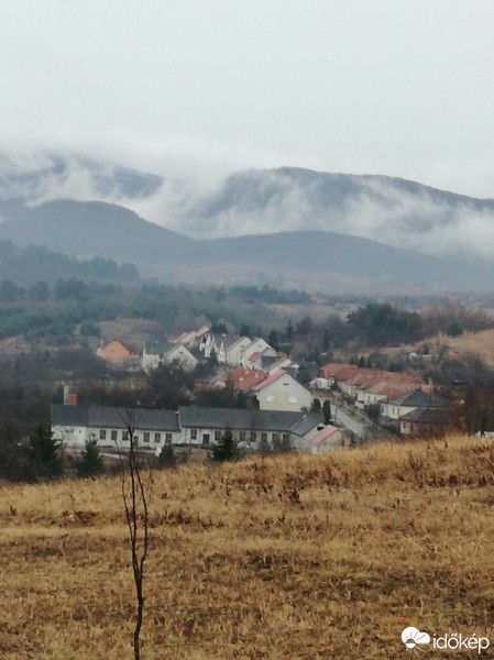 Tardona