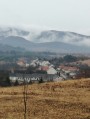 Tardona