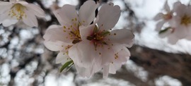 cserszomorce fotója