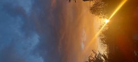 cserszomorce fotója