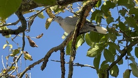 Béke világnapján is pózol a Galamb