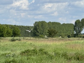 csgabor277 fotója